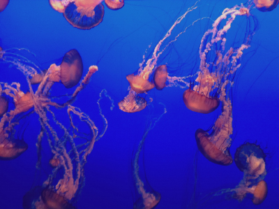 Monterey Aquarium
