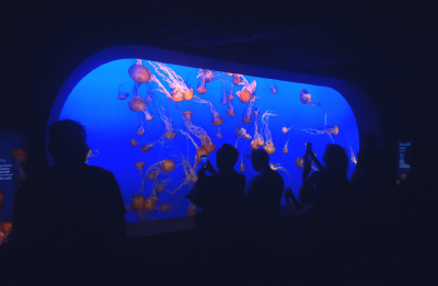 Monterey Aquarium