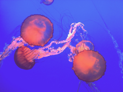 Monterey Aquarium