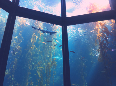 Monterey Aquarium